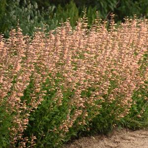 Agastache Meant to Bee™ 'Queen Nectarine'