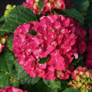 Hydrangea macrophylla Wee Bit Grumpy®