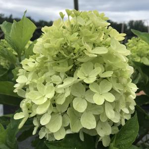 Hydrangea paniculata Fire Light Tidbit®