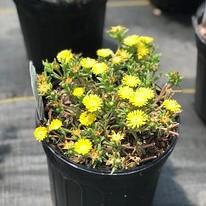 Delosperma Wheels of Wonder™ Golden Wonder