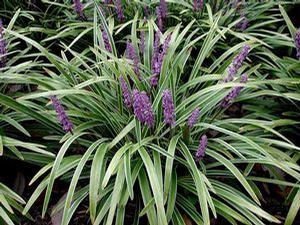 Liriope muscari 'Variegata'