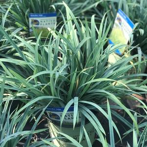 Carex laxiculmis 'Hobb'