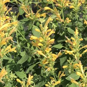 Agastache hybrid POQUITO® Butter Yellow