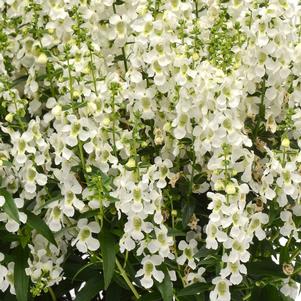 Angelonia Serena® White