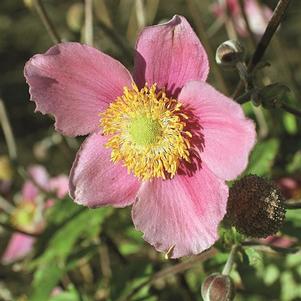 Anemone x hybrida 'September Charm'