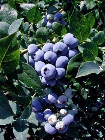 Vaccinium corymbosum 'Blue Crop'