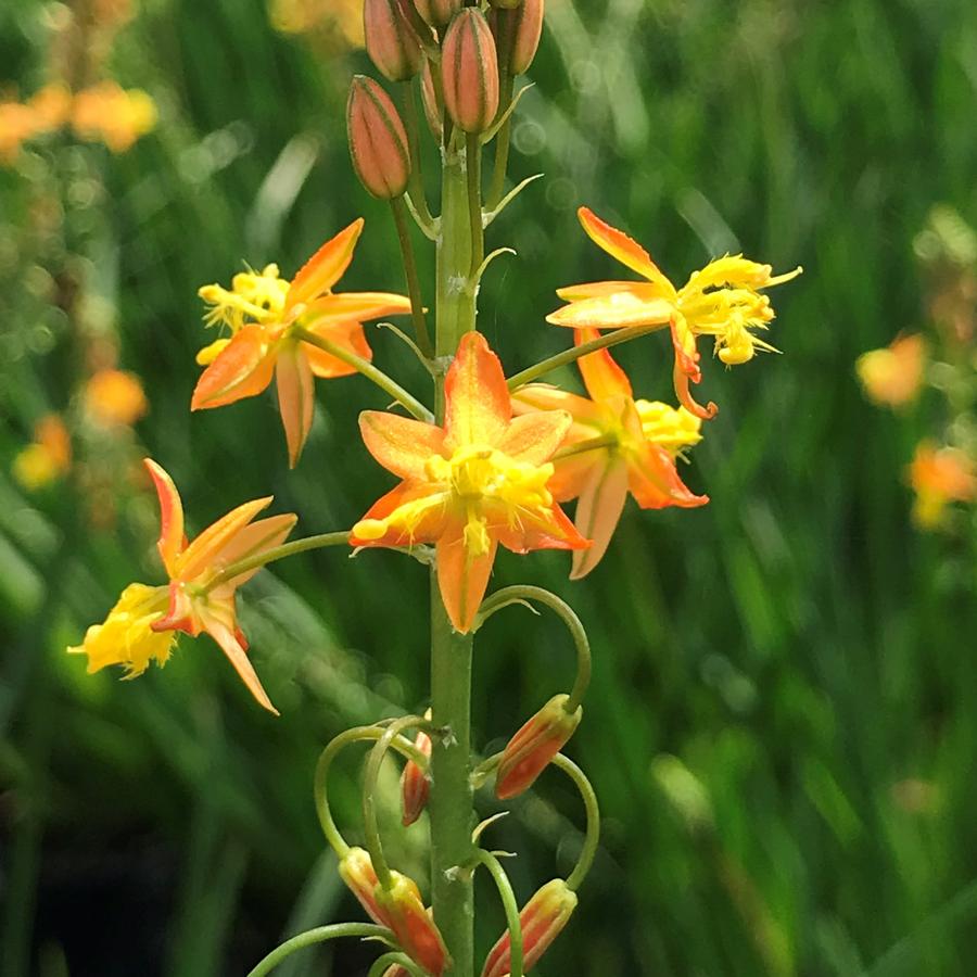 Bulbine frutescens 