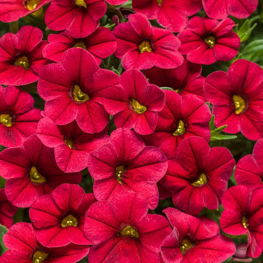 Calibrachoa Superbells® Red