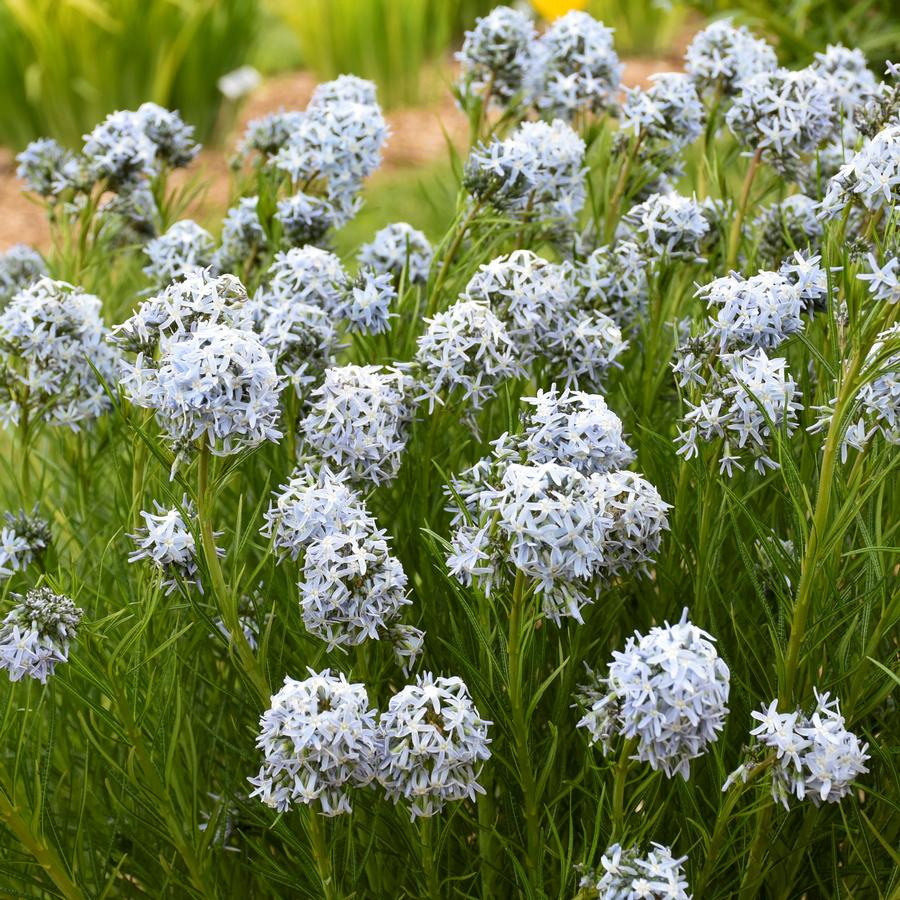 Amsonia 'String Theory'