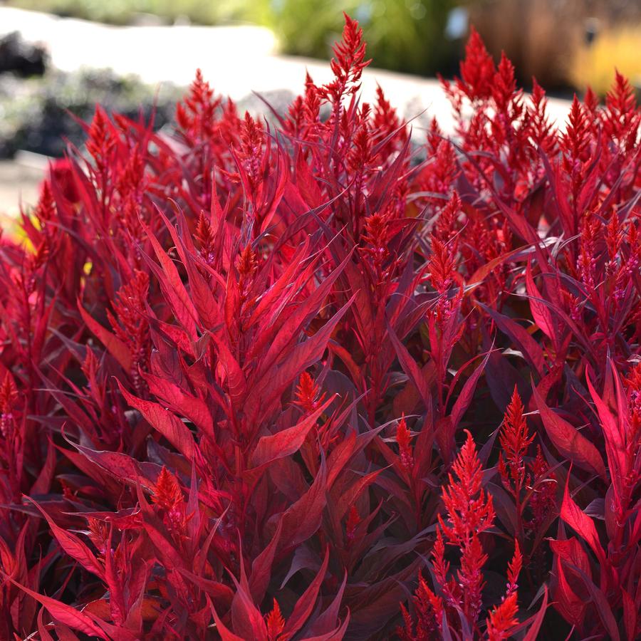 Celosia 'Dragon's Breath'