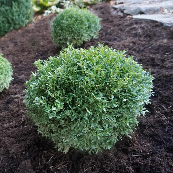 Buxus sinica var. insularis 'Franklin's Gem'