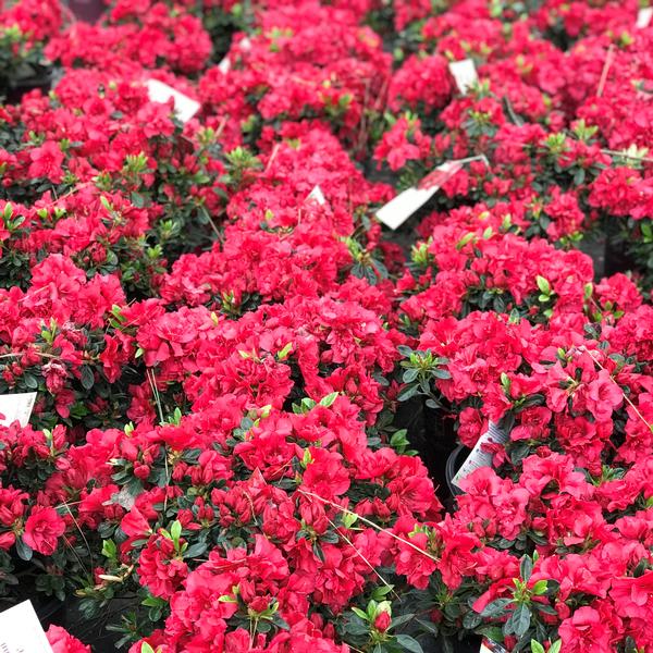 Azalea x Encore® Autumn Fire®