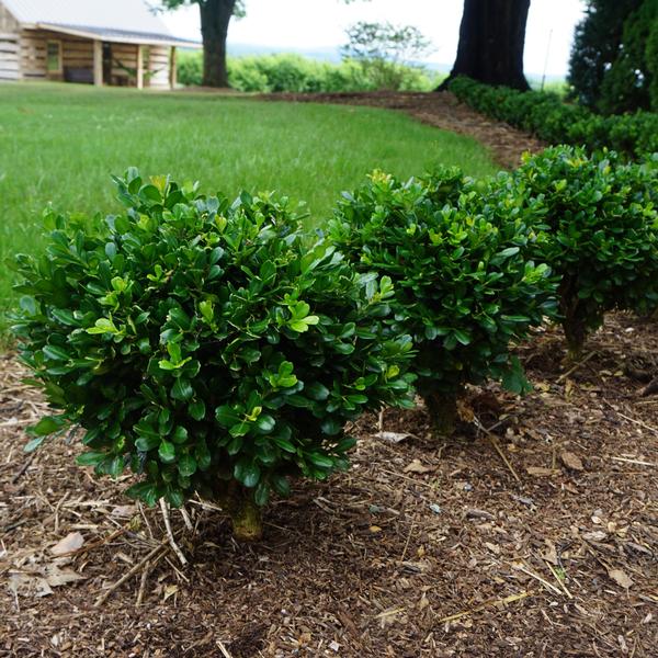 Buxus harlandii 'Richard'