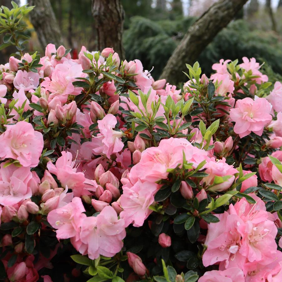 Azalea Perfecto Mundo® Pink Carpet®