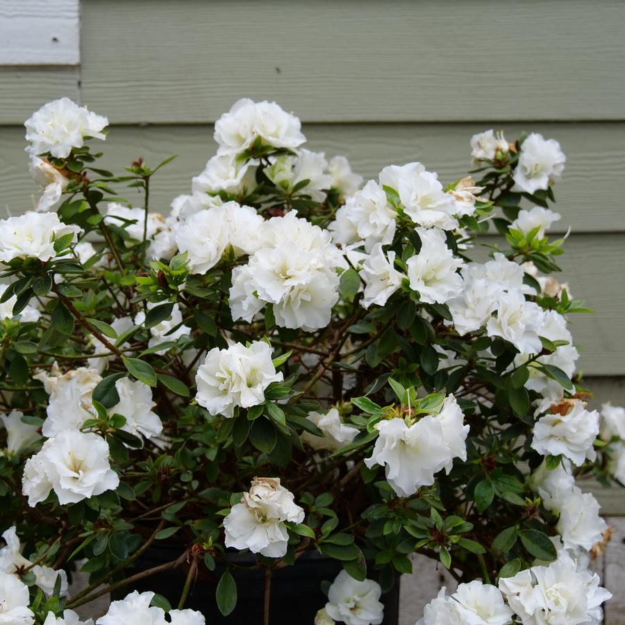 Azalea Perfecto Mundo® Double White