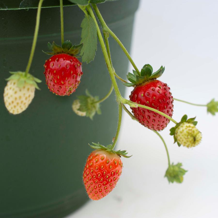 Fragaria x ananassa Bushel and Berry® Snowy Belle™