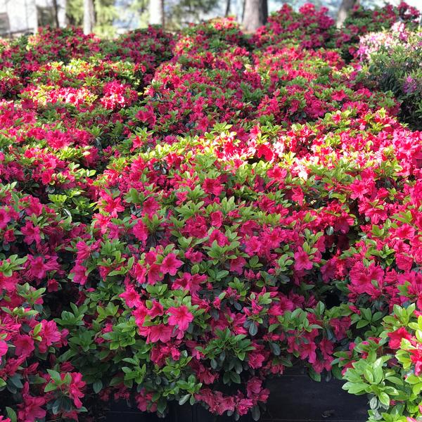 Azalea 'Girard's Crimson'