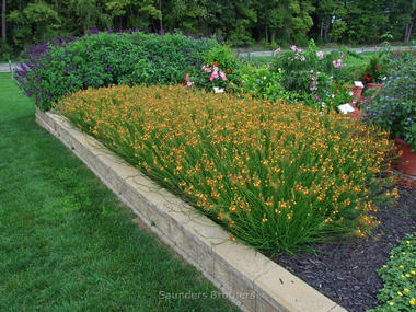 Bulbine frutescens 