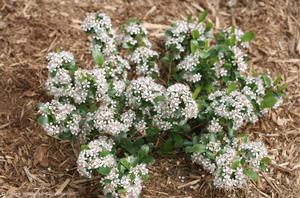 Aronia melanocarpa Low Scape Mound®