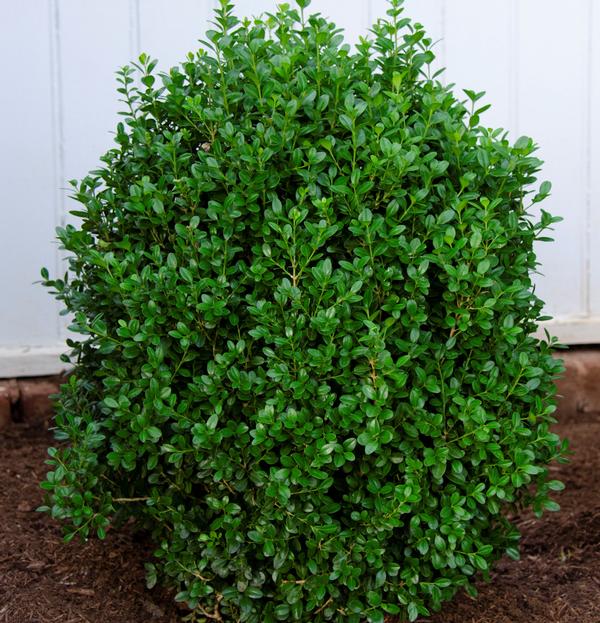 Buxus NewGen Freedom® Boxwood 'SB 300' PP32421