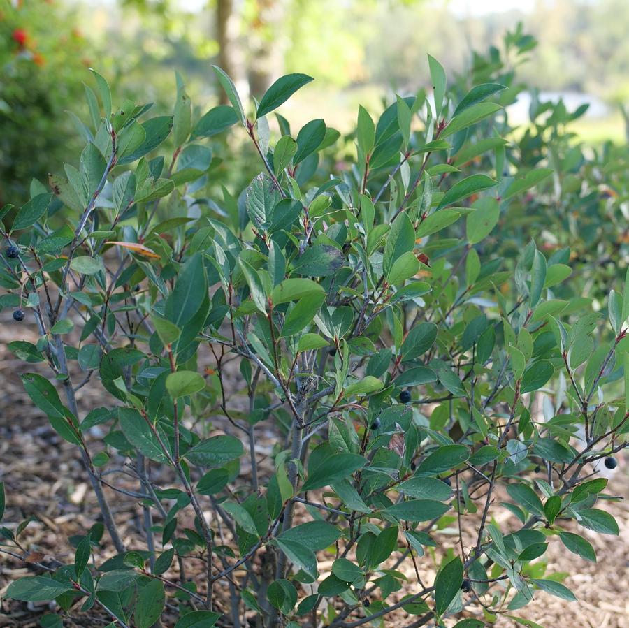 Aronia melanocarpa Low Scape Snowfire®