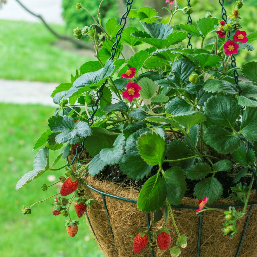 Fragaria x ananassa Bushel and Berry® Scarlet Belle™