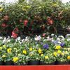2012 - April Retail Plant Sale