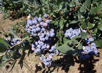 Vaccinium corymbosum 'Elliot'