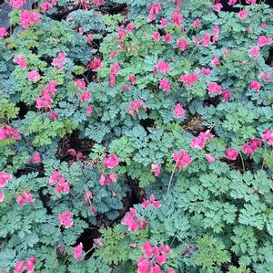 King Hearts on Fern Leaf Bleeding Heart Dicentra King Of Hearts From Saunders