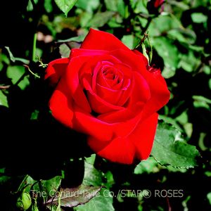 Olympiad Rose Zone