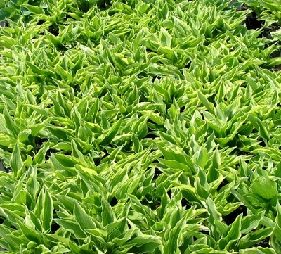 Hosta Antioch
