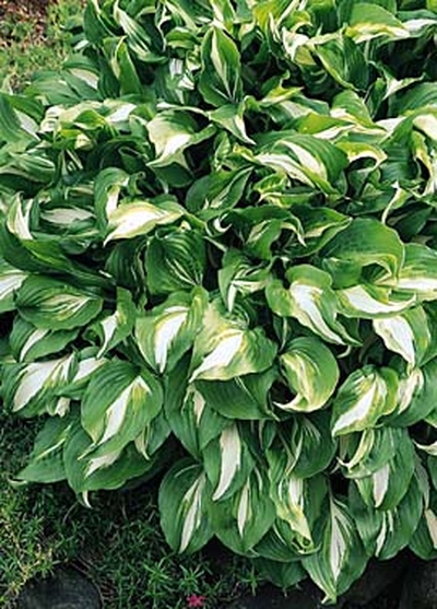 хоста undulata mediovariegata фото хоста undulata mediovariegata фото