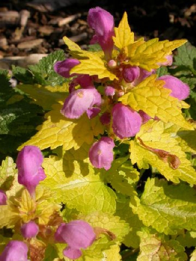 lamium maculatum golden anniversary