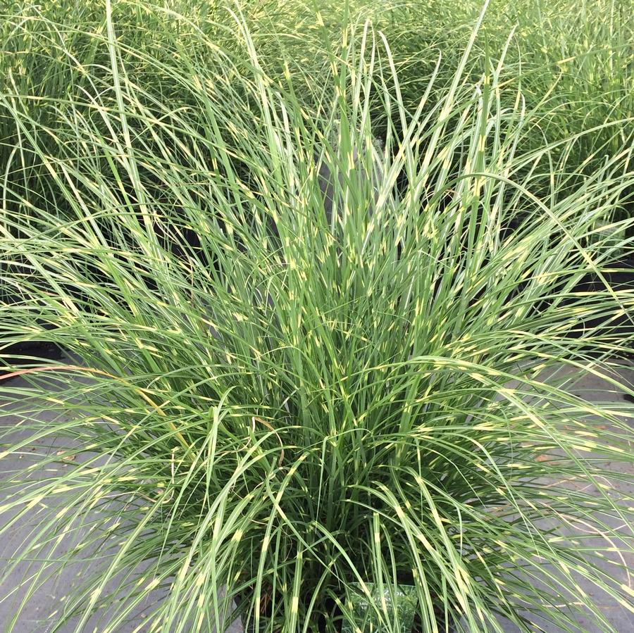 Miscanthus Little Zebra