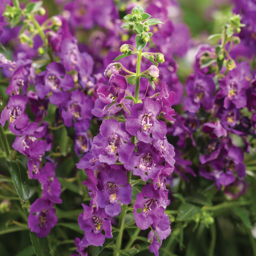 Angelonia Angelface® Blue