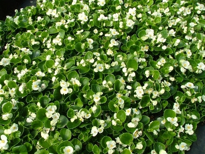 green border