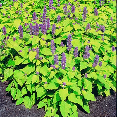 Agastache 'Golden Jubilee'
