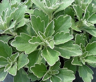 Ajania pacifica