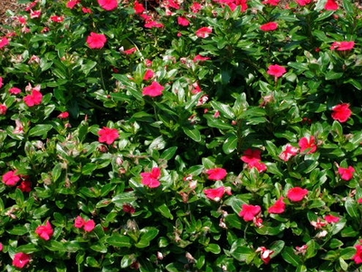 Vinca Cora Punch