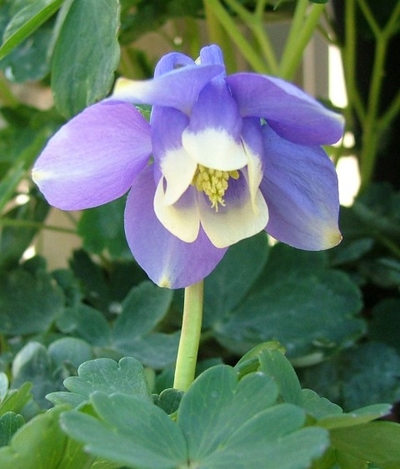 Aquilegia flabellata var. pumila 'Selection'