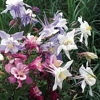 Aquilegia x hybrida 'Song Bird' Mix