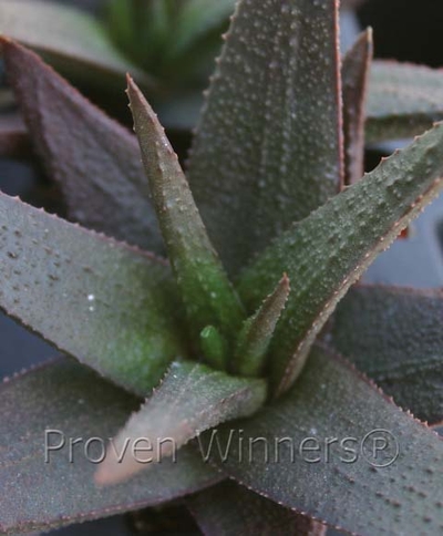 Aloe (a.k.a. Gastrolea) Midnight&trade;