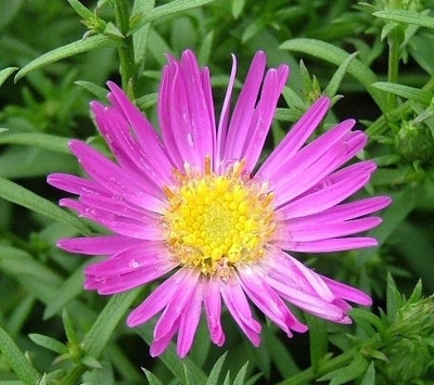 Aster Dumosus Alert