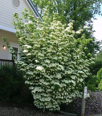 Japanese+dogwood+tree+berries