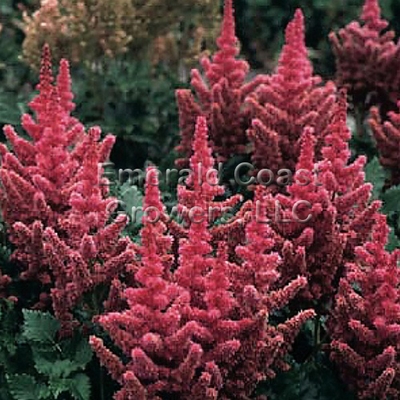 Astilbe chinensis 'Visions in Red'