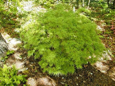 japanese maple varieties. weeping japanese maple varieties. Japanese Maple; Japanese Maple. simontarr. Sep 15, 07:46 AM. I think all this quad and oct core stuff is fantastic (it