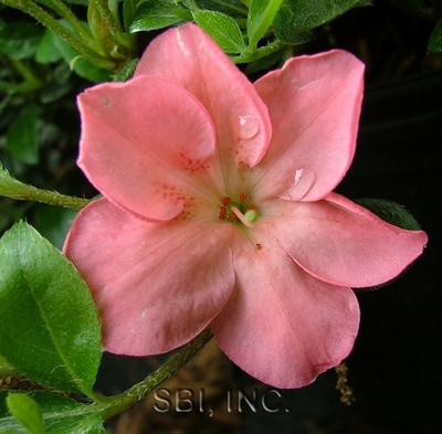 Azalea Gartell 'Katherine'