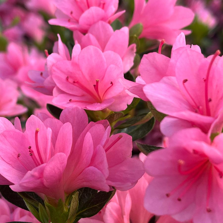 Azalea Kurume 'Coral Bells'