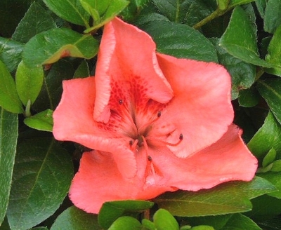 Azalea Satsuki 'Aikoku'
