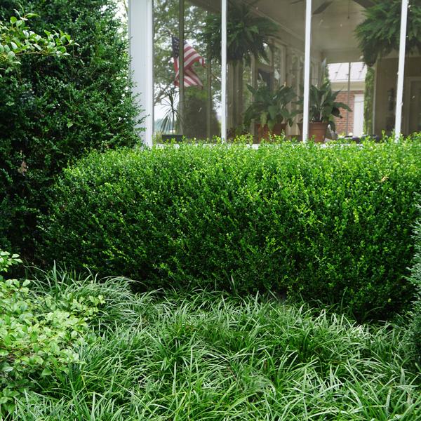 Wintergreen Boxwood